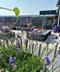 Showtuin met verbena, keramische tegels en een waterornament