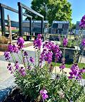 Terrastegels en sierbestrating in de showtuin van Hartman